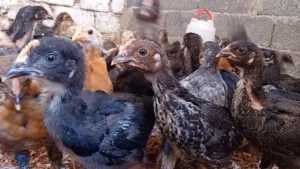 متوفر عتوق براهما وفيومي