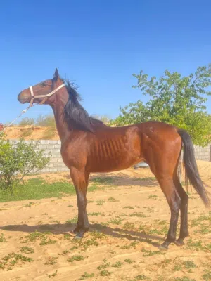 فلو للبيع بسم الله ماشاء الله