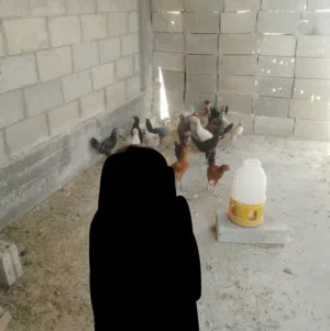 ديوك للبيع عمر 3اشهر