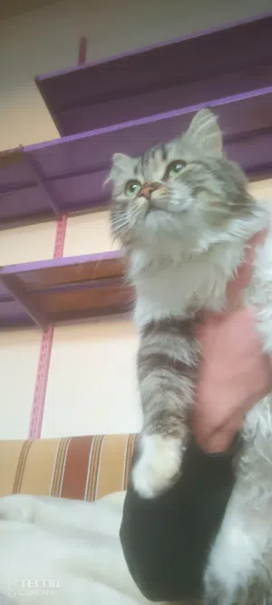 شيرازي للبيع