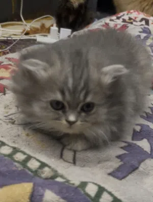 شيرازية عمر شهرين