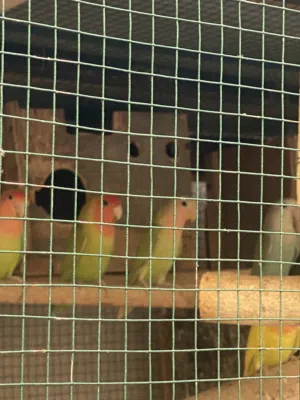 للبيع فروخ عصافير الروز