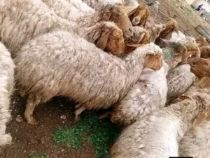 عروض ثالث يوم عيد الأضحى المبارك بالصلاة ع النبي متوفر خدمة ذبح و خدمة توصيل