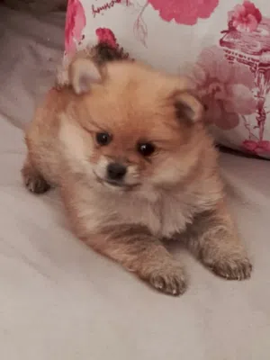 spitz Allemand