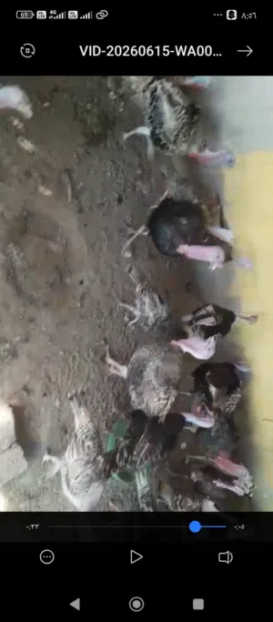 لي البيع ديك رومي