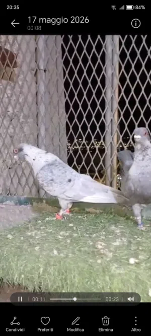 جوز قرقاطي على الكيف