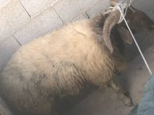 ثني للبيع ماشاءالله تبارك الرحمن