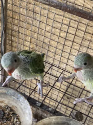 فرووخ بغبغاء الدره