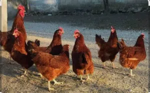 دجاج فرحات عمر ثلاث شهور سلالات نادره رود لاند وايت دوت ذهبي وفضي بليموت روك والماني