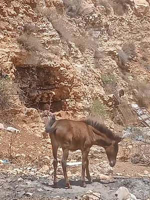 ‏خيل‏3