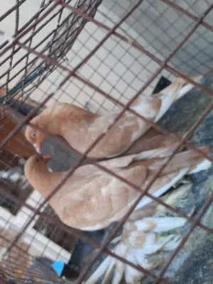 شقلاب هزاز اصفر درجه للبيع