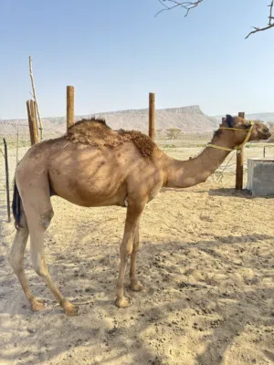 قعود سمين للبيع