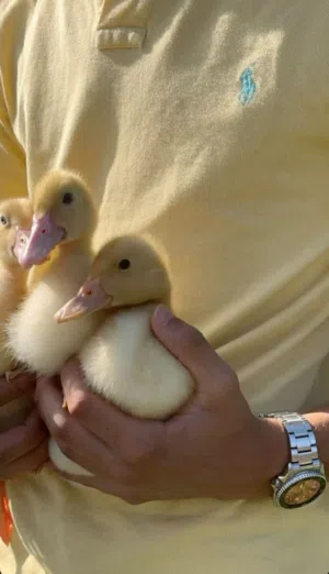 صوص بط كيوت