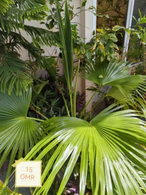 Beautiful plants for garden