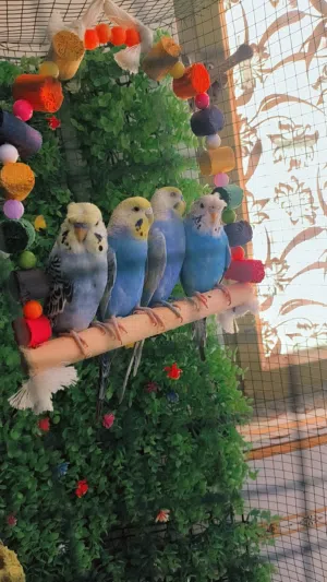 طيور حب. رنيبو. + هاجرمو. مع قففصهن او بدون بكيفك البيع او مراوس بدجاج.