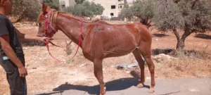 فرس عورة لقاح 4 شهور فحص جهاز عمرها سبع سنوات