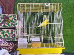 طيور حب للبيع