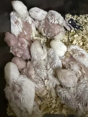 للبيع فروخ روز البينو عيون حمر ومحجلات فرصة للي بيقتني الزين طيور نظيفة جداً