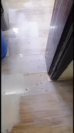 مكافحه جميع انواع الحشرات والفئران والصراصير والنمل الابيض والنمل الاسود