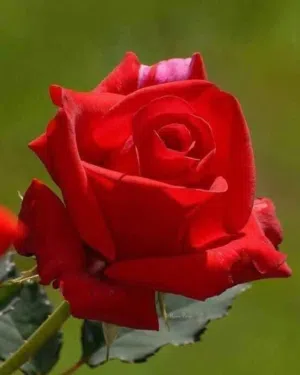 member-1727049060.3969357 