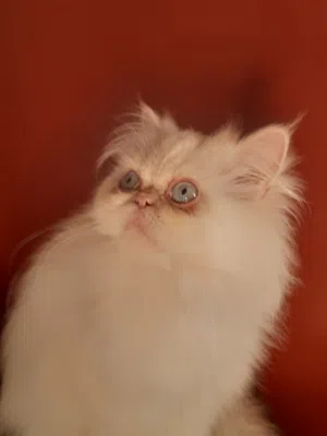 قط هيمالايا اورانج عمره سنة و8 شهور للبيع