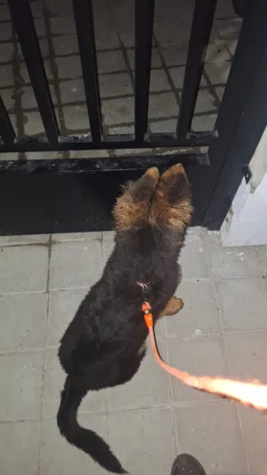 Pure german