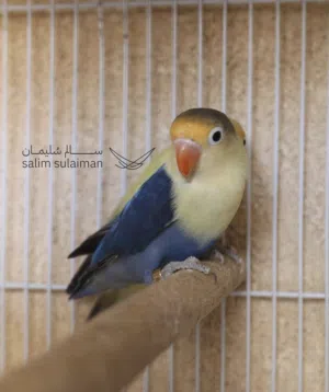فيشر للبيع شوف الوصف