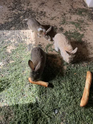 اول شي اتصل بالرقم اللي في الشرح انا عارض فقط 4 اناث و ذكر اثنين اناث على ميلاد