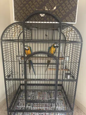 زوج ببغاء مكاو منتج و دره هندي