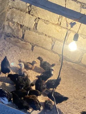 عتاتيق عربيات. عمر شهرين ونص العدد22اقرا لوطه