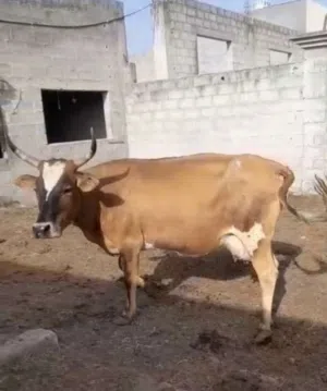 للبيع عجال وعجلات وابقار مال صلاله واسعاري أقل من سعر السوق جد