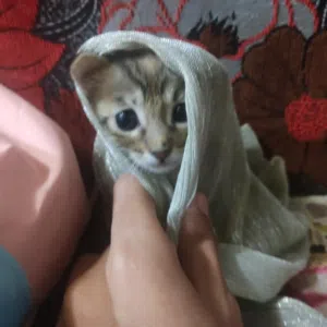 يوسف عدي 