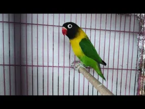 مطلوب كوبيه فيشر ضروري