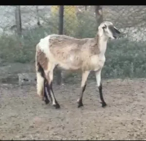 جاعدة سودانية طيبه