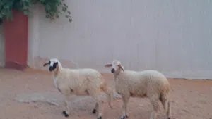2فطايم خوات توميات ربي يبارك عمرهم ف6شهور سليمات متع تربيه مشالله..
