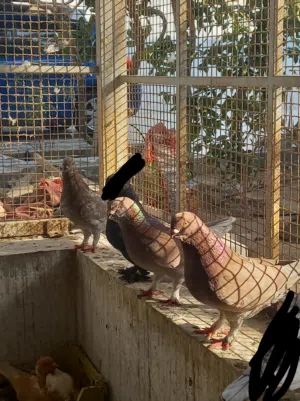 حمام اللبيع