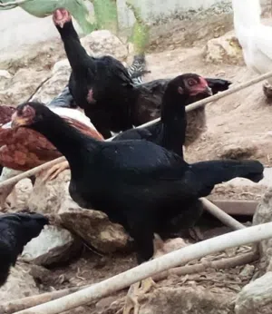 بيض باكستاني وبراهمي ولمبرجيني سعر دينار