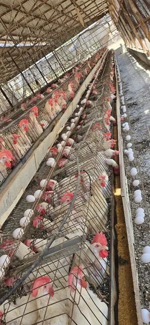 Chickens0