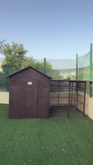 Dog House بيت للكلاب