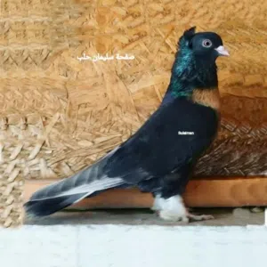 الي عنده مثثثل هيك حمام يبعثلي او يرن عليه مطلوب حمام مثل هيك الي عنده لا يبخل علينا فيهم