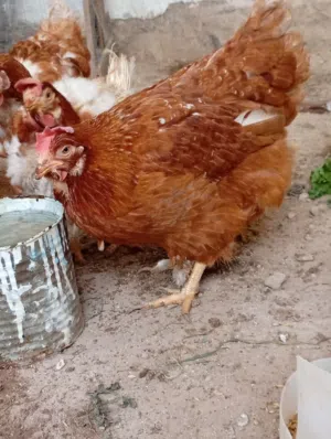 دجاج أحمر بايض