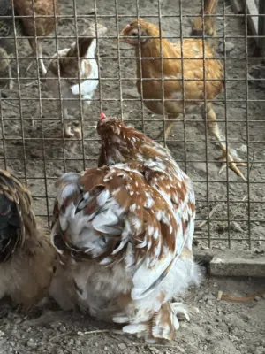 دجاج كوشن القزم ديكين للبيدل