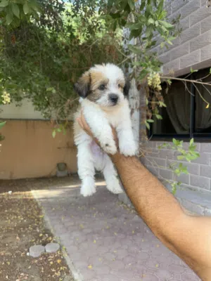 Shi Tzuh Puppy for Rehoming