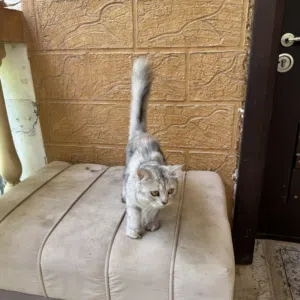سنور شيرازي الأم مع اولادها 4