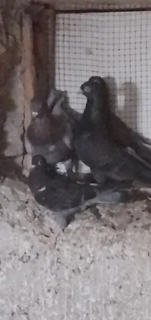 Pigeons0