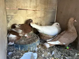 حمام جواز الفحول فرنسي