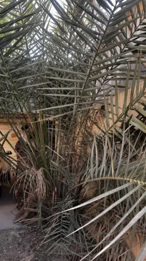 نخله تمر للبيع