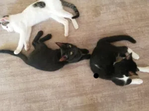 3 قطط للبيع في المعبيلة والسعر 20 ريال وقابل للتفاوض