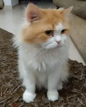 cat for adoption, قطة للتبني