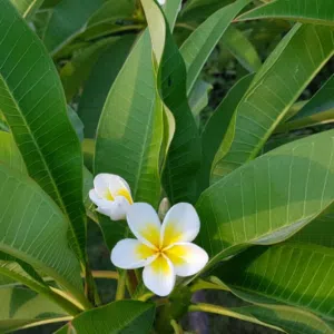 عبدو مروان مروان